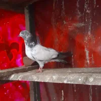 جوجه کفتر پاکستانی و دوکت|پرنده|رشت, نیروی دریایی|دیوار