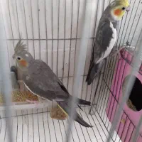 عروس هلندی جفت