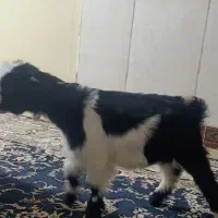 بزغاله|حیوانات مزرعه|ایلام, |دیوار