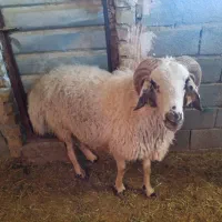 قوچ|حیوانات مزرعه|بافت, |دیوار