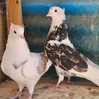 کبوتر پرشی