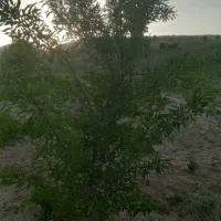 باغ بادم ثمری معاوضه با خودرو|فروش زمین و ملک کلنگی|کوهمره, |دیوار