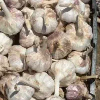 سیر کرمانشاه