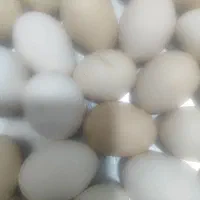تخم مرغ محلی