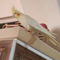 طوطی عروس هلندی لوتینو|پرنده|ارومیه, |دیوار