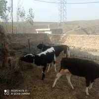 فروش ۳عدد کوساله ماده|حیوانات مزرعه|گرمی, |دیوار