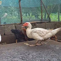فروش یک اردک نر اسرائیلی و سه اردک اسرائیلی ماده