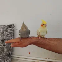 معاوضه عروس هلندی با گرینچیک