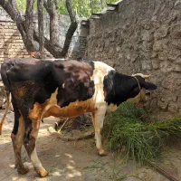 فروش گوساله سیمینتال