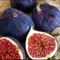 انواع ارقام مختلف نهال ۲الی ۳ساله+ضمانتی