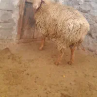 بره قوچ دامازدخ|حیوانات مزرعه|مشگین شهر, |دیوار