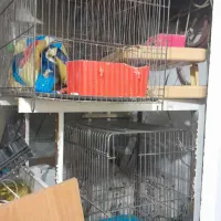 فرش قفس پایه آهنی|فرش|گلبهار, شهر جدید گلبهار|دیوار