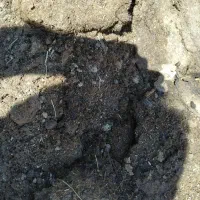 کودگوسفندی