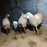 سه راس میش فروشی
