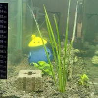 اکواریوم ۲۰ لیتری با تجهیزات کامل|ماهی|بروجن, |دیوار