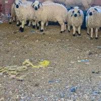 12تا بره شیر