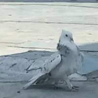 کفتر