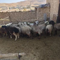 شیشک میش داشتی|حیوانات مزرعه|ارژن, |دیوار