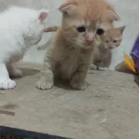 اسکاتیش و پرشین طلایی|گربه|تبریز, |دیوار