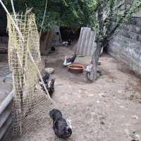 فروش اردک خارجی یکساله