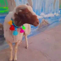 بره شیشک قوچ سنجابی اصل|حیوانات مزرعه|کاشمر, |دیوار