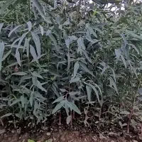 نهال اکالیپتوس|خدمات باغبانی و درختکاری|قرق, |دیوار