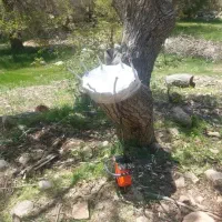 پیوند گردو|خدمات باغبانی و درختکاری|خرم‌آباد, |دیوار