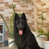 ژرمن بلک با شجره