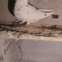 کبوتر پرشی|پرنده|سنگدوین, |دیوار