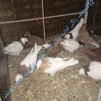 چند جفت کبوتر برای فروش.