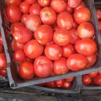 گوجه نیشابور