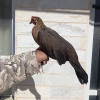 خروس فونیکس|حیوانات مزرعه|شاهرود, |دیوار