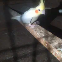 عروس هلندی لوتینو نر|پرنده|چابهار, |دیوار