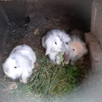 تعدادی خرگوش لپ همه یک سال به بالا همه ماده میباشد|موش و خرگوش|کوچصفهان, |دیوار