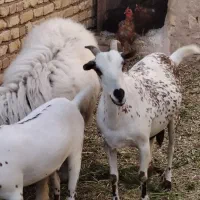 بز صلاصه