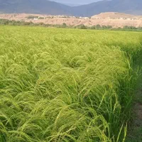 برنج کاظمی طارم انذر