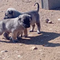 توله سرابی|سگ|شیراز, گویم|دیوار