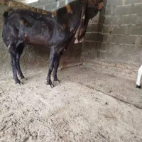 دو گوسفند جوان