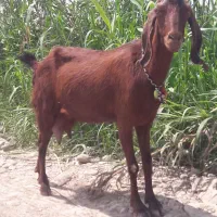 25000000|حیوانات مزرعه|گرگان, |دیوار