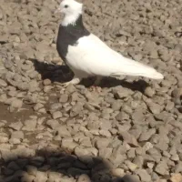 دو تا ماده آس|پرنده|فاضل آباد, |دیوار