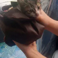 واگذاری بچه گربه نر