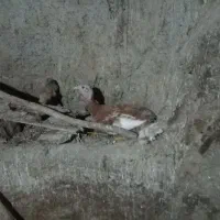 بوقلمون کرچ ومرغ لاری|حیوانات مزرعه|کلاترزان, |دیوار