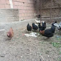 فروش ۱۰ مرغ گلپایگان جوان