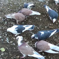 انواع کبوتر|پرنده|آق قلا, |دیوار