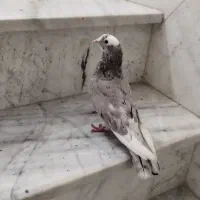 کفتر گرفتنی|حیوانات|شاهرود, |دیوار