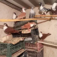 تعدادی کبوتر