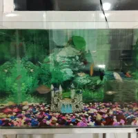 آکواریوم و ماهی