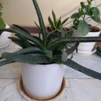 گل های زیبا|گل و گیاه طبیعی|فردیس, خیام شرقی|دیوار