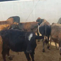 گوساله‌دورگ‌محلی‌