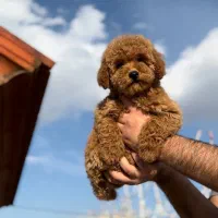 فروش انواع نژاد های سگ با نازل ترین قیمت